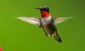 Kirms Photography Ruby-throated Hummingbird-1